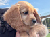 CavaJack Puppies