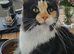 Beautiful pedigree xl maine coon kittens