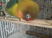 Beautiful hand reared baby female and semi tame male lovebirds