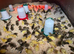 Day old khaki cambells and cherry valley females