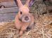 Thuringer X California 12 weeks old
