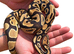 Orange dream 100% het pied male ball python
