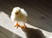 .millie fleur bantam hatching eggs 6