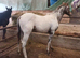 Aphc appy quality colt x knabbstrupper