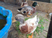 3 call duck males