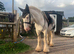 5 year old 12hh gelding cob buddy for sale