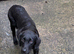 Beautiful female Labrador