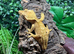 Adult Yellow Male Crested Gecko (missing tail) for re-homing