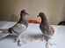 Beautiful young turkish takla pigeon available