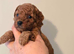 Tiny Asian toy poodle puppies
