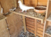 Raceing pigeon