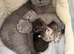 British and Scottish Fold kittens