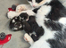 Mixed breed kittens