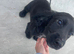 cockerspaniels puppies