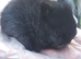 Netherland Dwarf Kits
