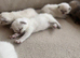 FULL PEDIGREE BRITISH SHORTHAIR KITTENS IN THE COTSWOLDS Champion Bloodline