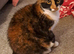 Missing Cat