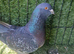 Siryan pigeons