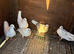 White breeding pair racers