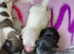 Maltipoo puppy