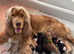 7 GORGEOUS F1 COCKAPOO PUPPIES