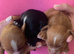 Cocker spaniel pups