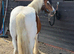 Super safe 4yo cob gelding for full loan