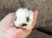 Netherland dwarf babies