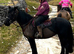 Stunning Fell x mare