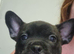Frenchbully pups