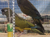 RARE Patagonion Parrots