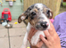 Jack Russel x Chihuahua puppys x5 male