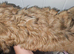 Lhasa Apso puppies for sale