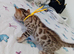 5 male stunning pure breed bengal kits