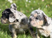 French bulldog boys and girls