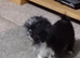 Pretty male pugzu puppy