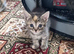 2 lovely kittens