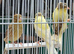 Canaries mixed Canaries