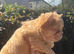 Unbelievable litter of 11 French Bulldogs