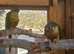 Green check semi tammed breeding pair