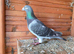 Racing Blackcheck Big Size Male Pigeons