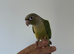 Pineapple conures