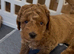 KC Registered Red Toy Poodle Puppies - DNA Health Tested Parents