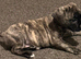 Gorgeous Frenchel puppies (Frenchie x cavalier King Charles) only 1 girl still looking for a loving family