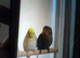 bonded lovebird and parrotlet