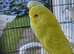Pair of budgies