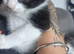 Kittens for sale