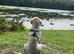 Purebred golden retriever