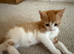 3 ginger male kittens looking for a new home