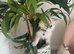 7 month old ragdoll
